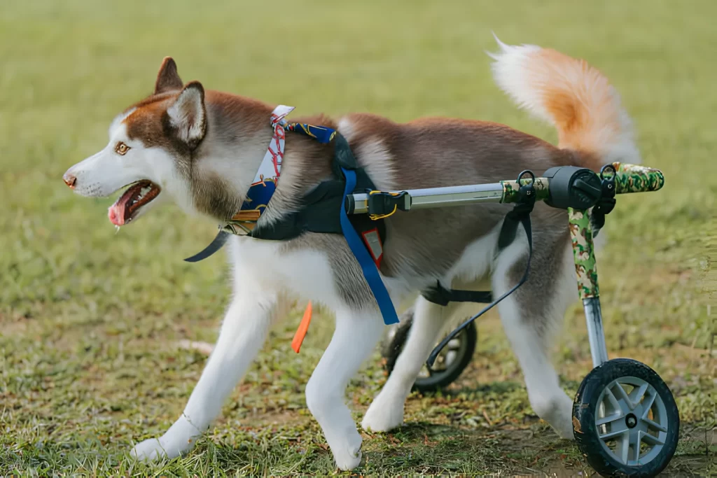 Tierarzt in der Nähe - Mannheim